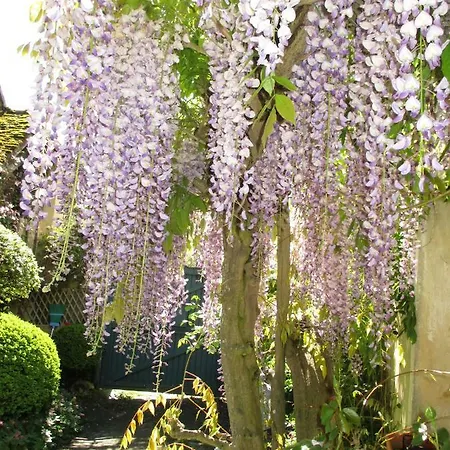 Lily Dannemarie (Yvelines)